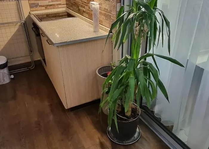 Daily 1 ティラナ